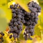 Merlot