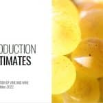 OIV - primele cifre productie vin 2022
