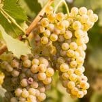 Riesling