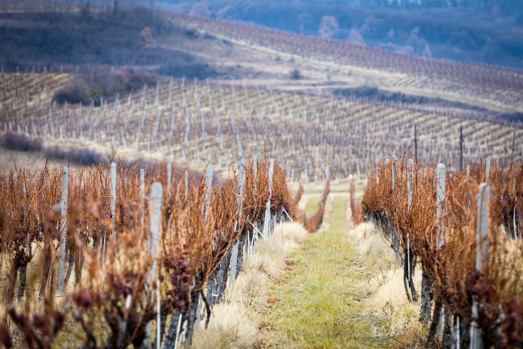 concurs viticultura wines of romania