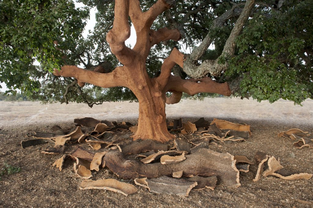 Arbore de plută (Quercus suber) dintr-o pădure mediteraneană din Portugalia, sursă sustenabilă pentru recoltarea scoarței