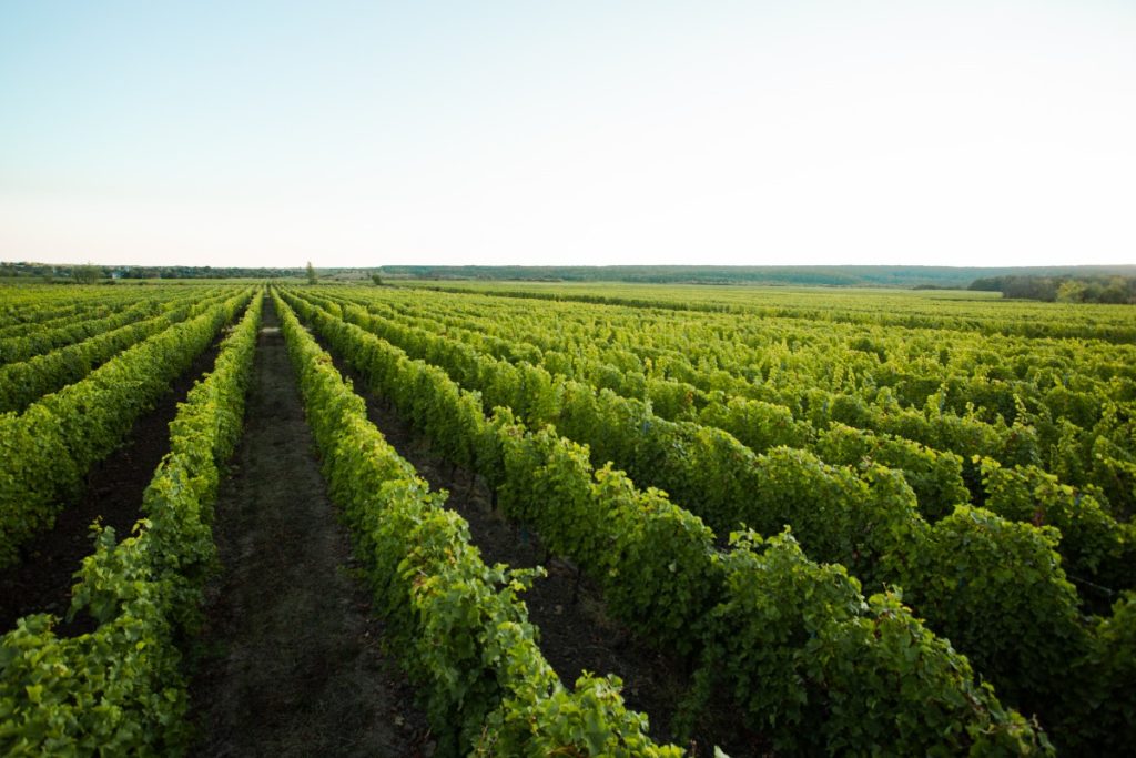 Plantații de viță-de-vie ale Beciului Domnesc în Cotești, Odobești, Panciu și Huși