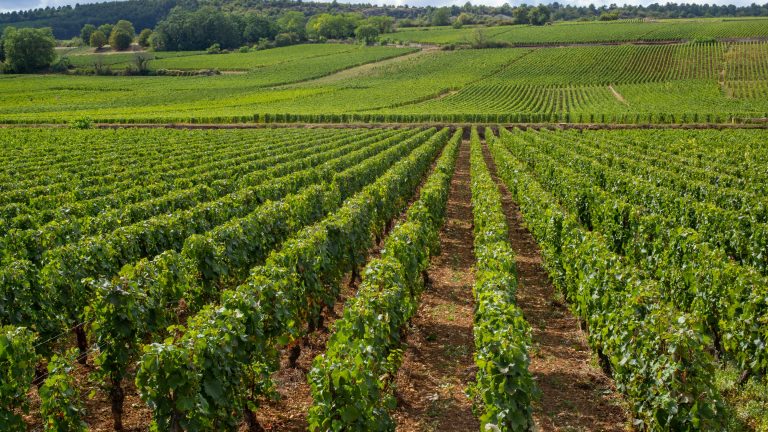 ânduri verzi de viță-de-vie Pinot Noir într-o podgorie din România, la început de toamnă