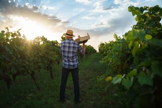 Recolta 2025 – viticultor român culege struguri în vie la apus