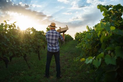 Recolta 2025 – viticultor român culege struguri în vie la apus