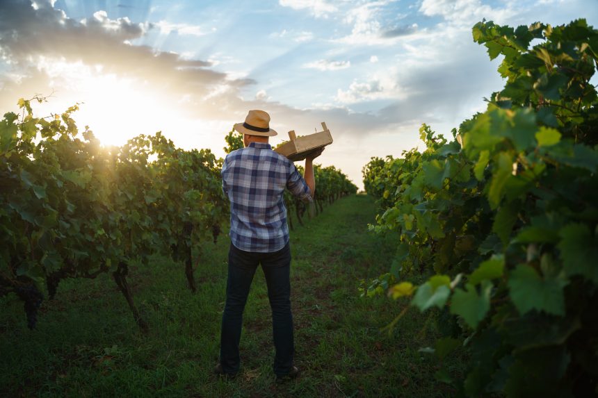 Recolta 2025 – viticultor român culege struguri în vie la apus