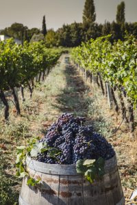 Struguri copți de Pinot Noir adunați într-un butoi, în mijlocul unei podgorii românești
