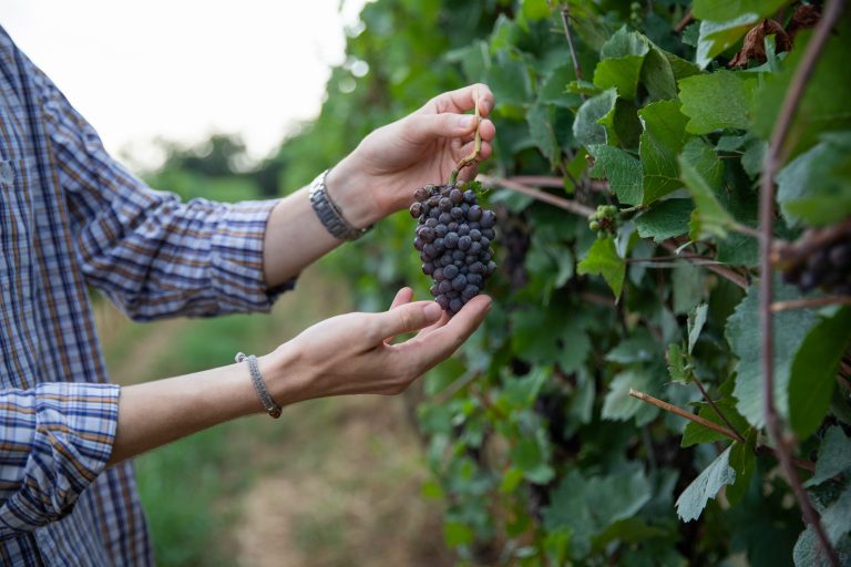 Mâinile unui viticultor verifică un ciorchine de struguri Pinot Noir în vie