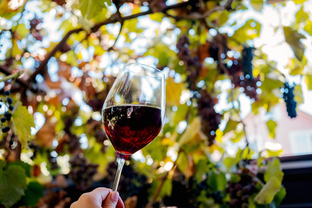 Un pahar cu vin roșu Pinot Noir în vie