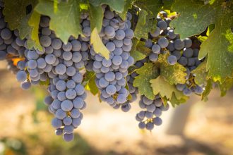Ciorchini de struguri Cabernet Sauvignon copți în vie
