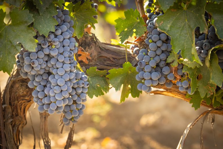 Ciorchini de struguri Cabernet Sauvignon pe butuc de vie bătrân