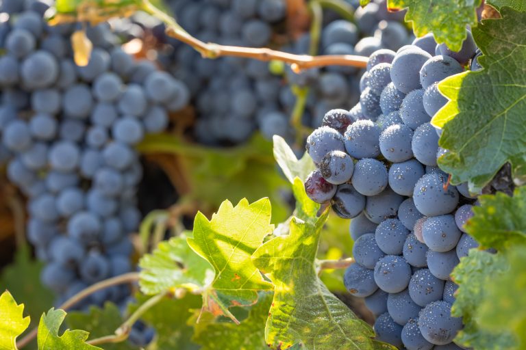 Struguri Cabernet Sauvignon copți, acoperiți cu rouă, în vie
