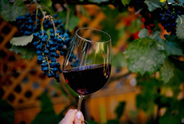 Pahar de Cabernet Sauvignon ținut în mână, lângă struguri în vie