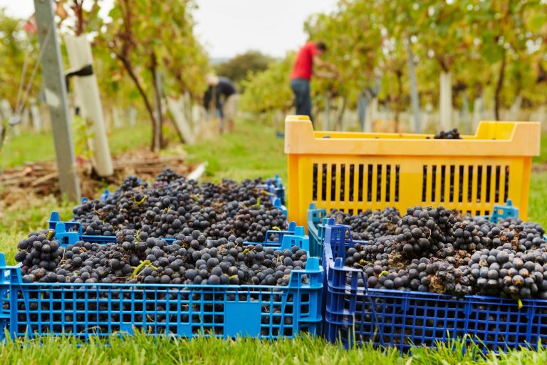Lădițe cu struguri proaspăt culeși – Recolta de vin 2025 în România