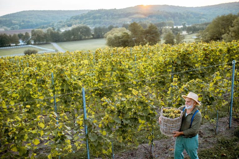 Viticultor român culege struguri albi – Recolta 2025 în Transilvania