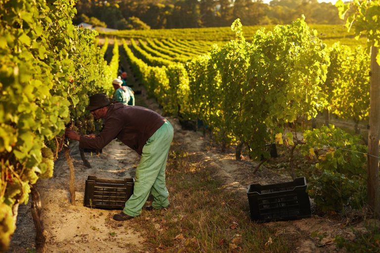 Viticultor culegând struguri în vie – Recolta 2025 România