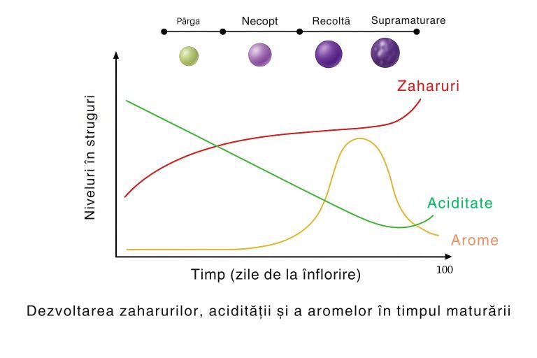 Grafic evoluția zaharurilor, acidității și aromelor în struguri